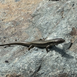 Eulamprus heatwolei at Stromlo, ACT - 26 Sep 2023