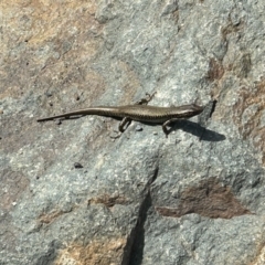 Eulamprus heatwolei at Stromlo, ACT - 26 Sep 2023