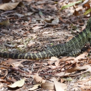 Intellagama lesueurii lesueurii at Ormiston, QLD - 21 Oct 2023