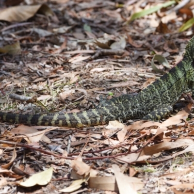 Intellagama lesueurii lesueurii (Eastern Water Dragon) at Ormiston, QLD - 21 Oct 2023 by PJH123