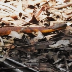 Notechis scutatus (Tiger Snake) at Cotter River, ACT - 21 Oct 2023 by JohnBundock