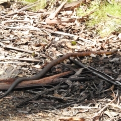 Notechis scutatus at Cotter River, ACT - 21 Oct 2023