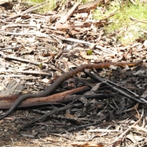 Notechis scutatus at Cotter River, ACT - 21 Oct 2023