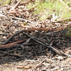 Notechis scutatus at Cotter River, ACT - 21 Oct 2023