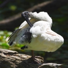 Threskiornis molucca (Australian White Ibis) at Ormiston, QLD - 21 Oct 2023 by PJH123