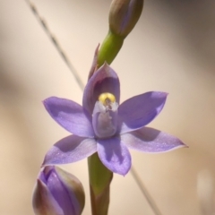 Cyanicula caerulea at Wingecarribee Local Government Area - 20 Oct 2023 by Curiosity