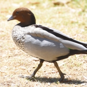 Chenonetta jubata at Ormiston, QLD - 21 Oct 2023