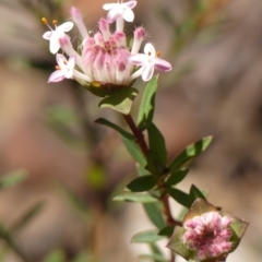 Pimelea linifolia (Slender Rice Flower) at Colo Vale, NSW - 20 Oct 2023 by Curiosity