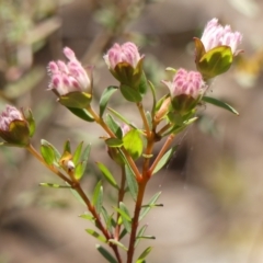 Pimelea linifolia at Colo Vale, NSW - suppressed