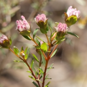 Pimelea linifolia at Colo Vale, NSW - 20 Oct 2023