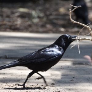 Corvus orru at Ormiston, QLD - 21 Oct 2023