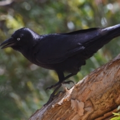 Corvus orru at Ormiston, QLD - 21 Oct 2023