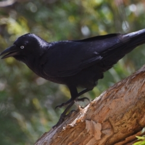 Corvus orru at Ormiston, QLD - 21 Oct 2023