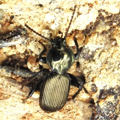 Cardiothorax sp. (genus) (Darkling Beetle) at Cotter River, ACT - 21 Oct 2023 by JohnBundock
