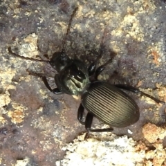 Cardiothorax sp. (genus) at Cotter River, ACT - 21 Oct 2023