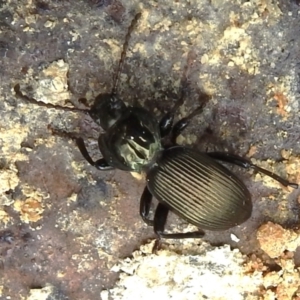 Cardiothorax sp. (genus) at Cotter River, ACT - 21 Oct 2023