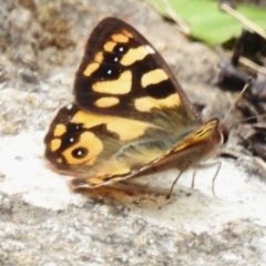 Argynnina cyrila (Forest Brown, Cyril's Brown) at Cotter River, ACT - 21 Oct 2023 by JohnBundock