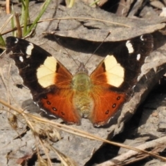 Vanessa itea (Yellow Admiral) at Namadgi National Park - 21 Oct 2023 by JohnBundock