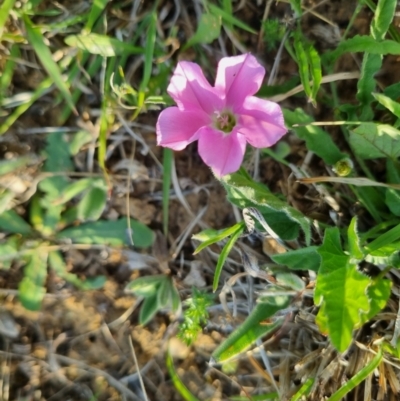 Convolvulus angustissimus subsp. angustissimus (Australian Bindweed) at Bungendore, NSW - 21 Oct 2023 by clarehoneydove