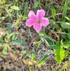 Convolvulus angustissimus subsp. angustissimus at Bungendore, NSW - 21 Oct 2023 05:43 PM