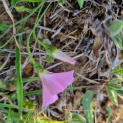 Convolvulus angustissimus subsp. angustissimus at Bungendore, NSW - 21 Oct 2023