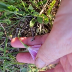 Convolvulus angustissimus subsp. angustissimus at Bungendore, NSW - 21 Oct 2023