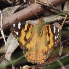 Vanessa kershawi (Australian Painted Lady) at Namadgi National Park - 21 Oct 2023 by JohnBundock