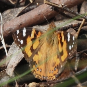 Vanessa kershawi at Cotter River, ACT - 21 Oct 2023 02:21 PM