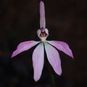 Caladenia carnea at Halls Gap, VIC - suppressed