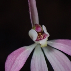 Caladenia carnea at Halls Gap, VIC - suppressed