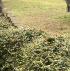 Trichoglossus moluccanus (Rainbow Lorikeet) at Tascott, NSW - 19 Oct 2023 by Harry7Mark