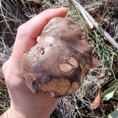 Sarcodon sp. at Captains Flat, NSW - 7 Mar 2023