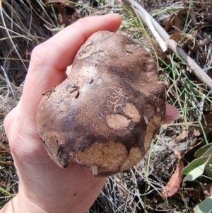 Sarcodon sp. at Captains Flat, NSW - 7 Mar 2023