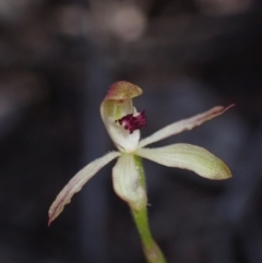 Caladenia transitoria (Green Caps) at Halls Gap, VIC - 17 Oct 2023 by AnneG1