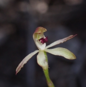 Caladenia transitoria at Halls Gap, VIC - suppressed