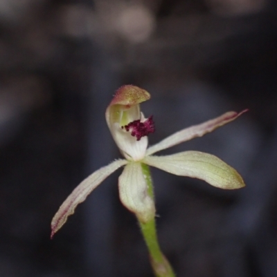 Caladenia transitoria (Green Caps) at Halls Gap, VIC - 17 Oct 2023 by AnneG1
