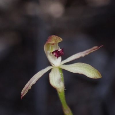 Caladenia transitoria at Grampians National Park - 17 Oct 2023 by AnneG1
