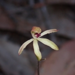 Caladenia transitoria at Halls Gap, VIC - 17 Oct 2023