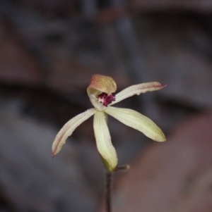 Caladenia transitoria at Halls Gap, VIC - suppressed