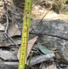 Caladenia transitoria at Halls Gap, VIC - 17 Oct 2023