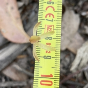 Caladenia transitoria at Halls Gap, VIC - suppressed