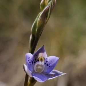 Thelymitra simulata at Captains Flat, NSW - suppressed