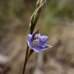 Thelymitra simulata at Captains Flat, NSW - 21 Oct 2023
