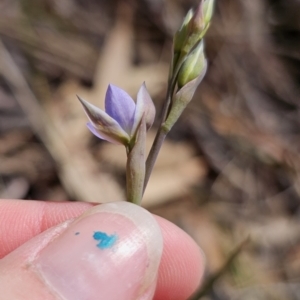 Thelymitra simulata at Captains Flat, NSW - suppressed