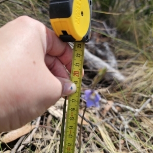 Thelymitra simulata at Captains Flat, NSW - 21 Oct 2023