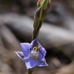 Thelymitra simulata at Captains Flat, NSW - suppressed