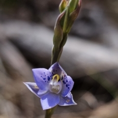 Thelymitra simulata at Captains Flat, NSW - 21 Oct 2023