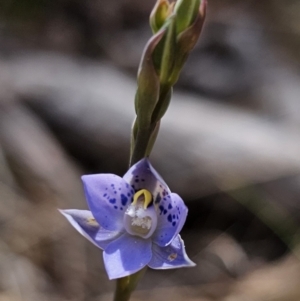 Thelymitra simulata at Captains Flat, NSW - suppressed