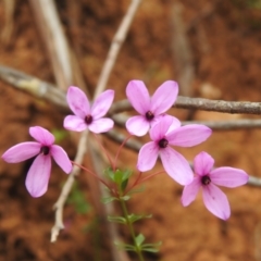 Tetratheca bauerifolia (Heath Pink-bells) at Cotter River, ACT - 21 Oct 2023 by JohnBundock