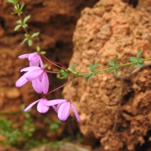 Tetratheca bauerifolia at Cotter River, ACT - 21 Oct 2023